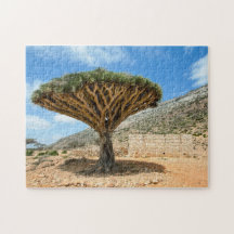 Dragon Blood Tree, Socotra Island, Yemen