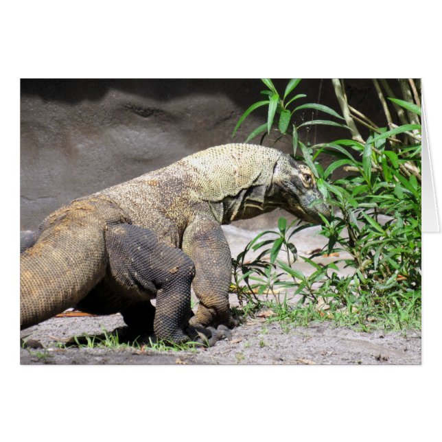 Dragon de Komodo (0767) (Devant horizontal)