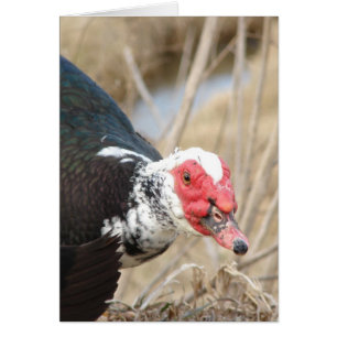   Dragon de Muscovy