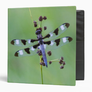 Dragon fly perched on grass, Canada Binder