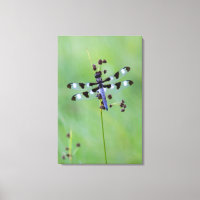 Dragon fly perched on grass, Canada