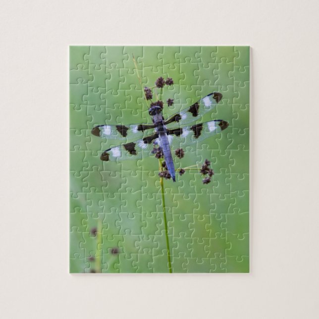 Dragon fly perched on grass, Canada Jigsaw Puzzle (Vertical)