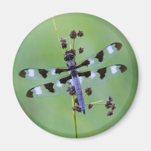 Dragon fly perched on grass, Canada Magnet