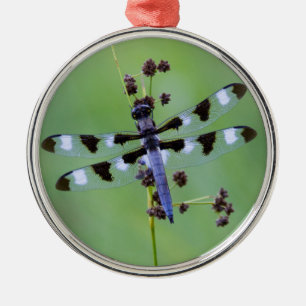 Dragon fly perched on grass, Canada Metal Ornament