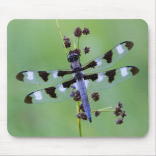 Dragon fly perched on grass, Canada Mouse Pad