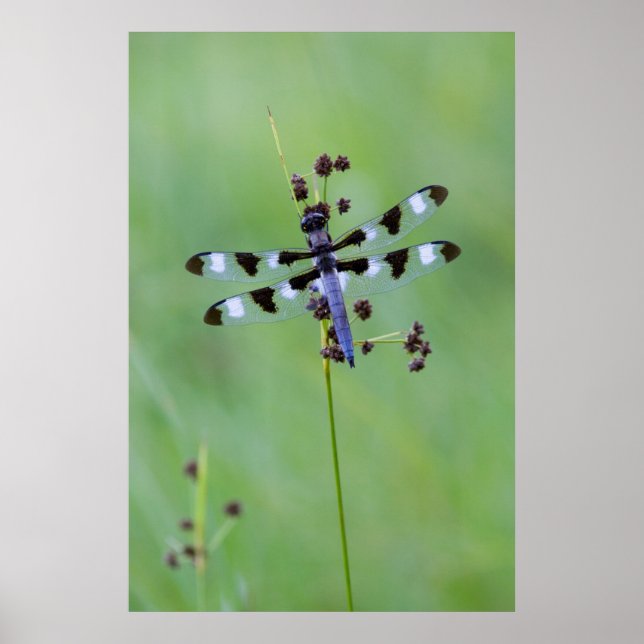 Dragon fly perched on grass, Canada Poster (Front)