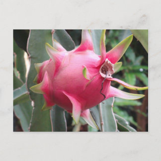 Dragon Fruit growing Postcard