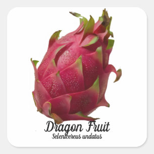 Dragon Fruit Square Sticker