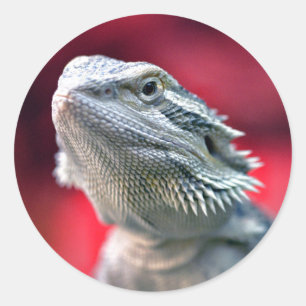 Dragon Head Stickers