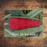 Dragon Lily Red Seed Head