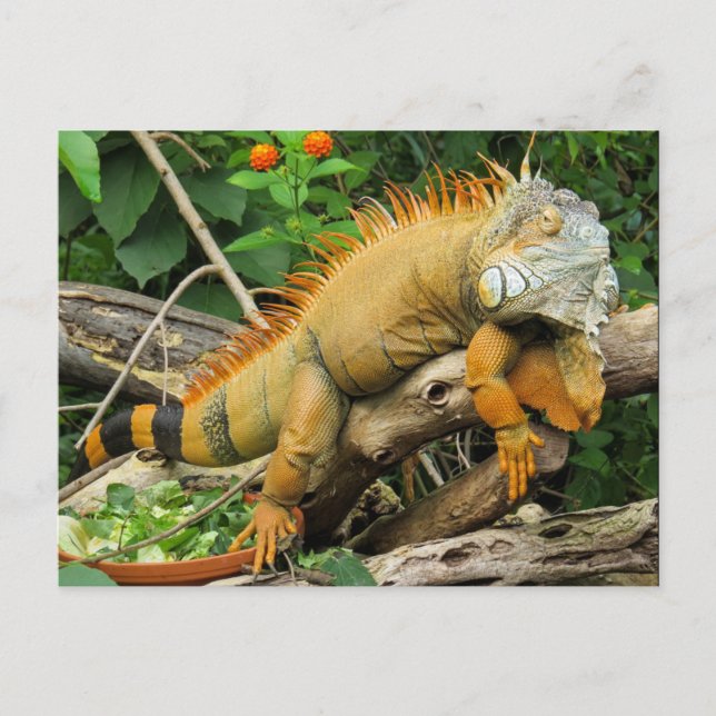 Dragon lizard postcard (Front)
