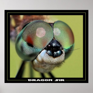 Dragon Sir Poster