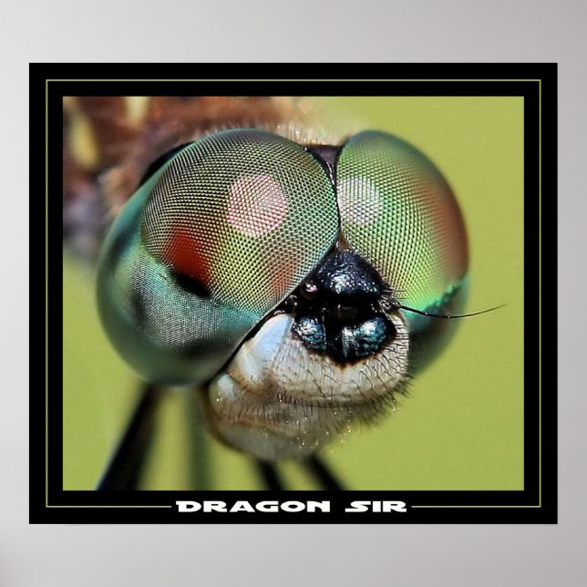 Dragon Sir Poster (Front)