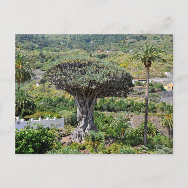 Dragon Tree at Tenerife Postcard (Front)