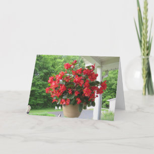 Dragon Wing Begonia Card