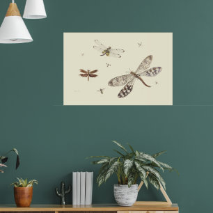 Dragonflies 18th century art poster