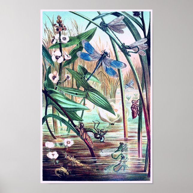 Dragonflies at the pond illustration poster (Front)