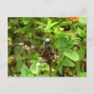 Dragonflies Blue Dragonfly on a Flower Husk Photo Postcard