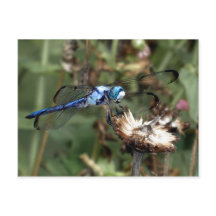 Dragonflies Blue Dragonfly on a Flower Husk Photo