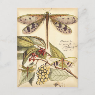 Dragonflies with Leaves and Fruit Postcard