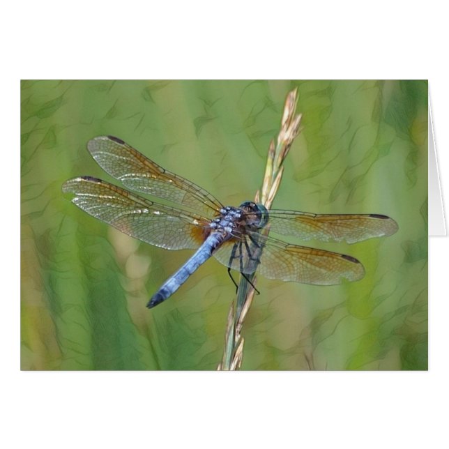 Dragonfly (Devant Horizontal)