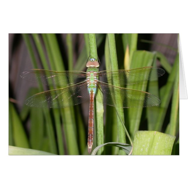 Dragonfly (Front Horizontal)