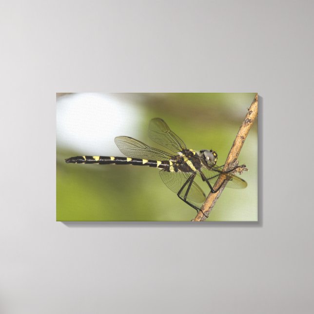 Dragonfly 11 canvas print (Front)