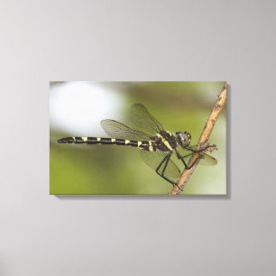 Dragonfly 11 canvas print