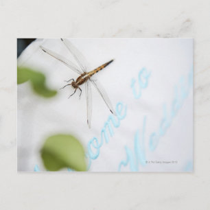Dragonfly 4 postcard