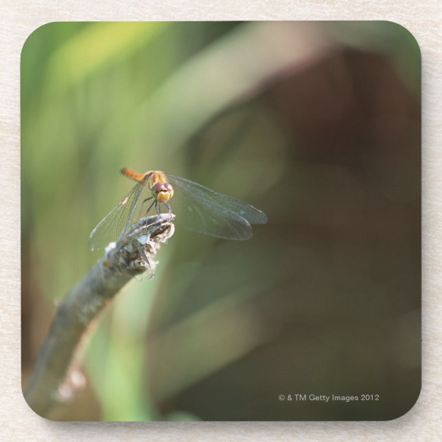 Dragonfly 5 coaster (Front)