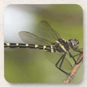 Dragonfly 5 coaster