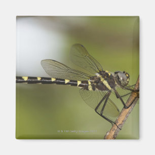 Dragonfly 5 magnet