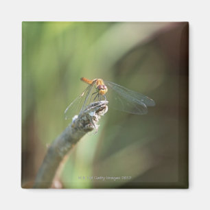 Dragonfly 5 magnet