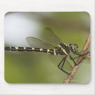 Dragonfly 5 mouse pad