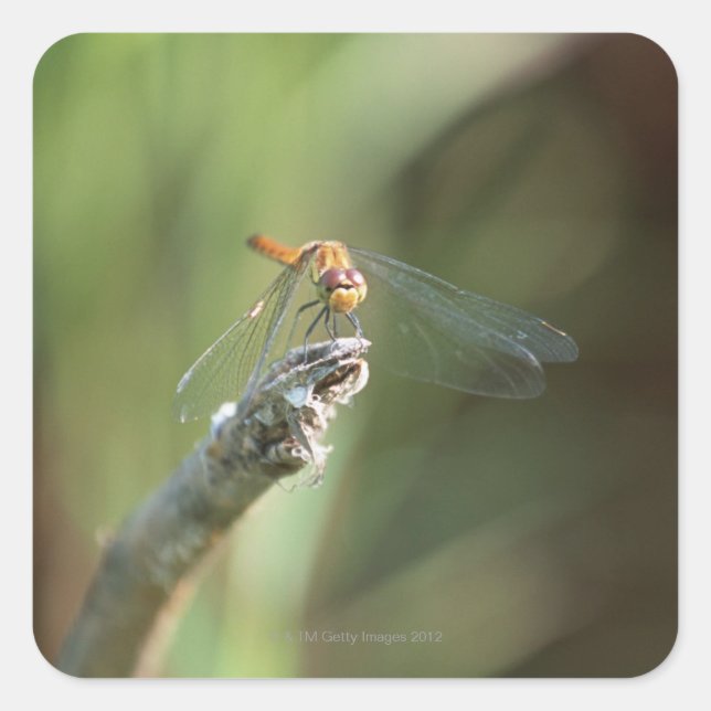 Dragonfly 5 square sticker (Front)
