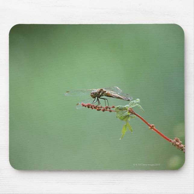 Dragonfly 6 mouse pad (Front)