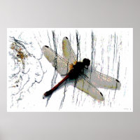 Dragonfly Art Photography