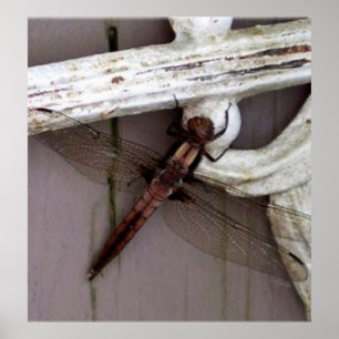 Dragonfly Art Poster