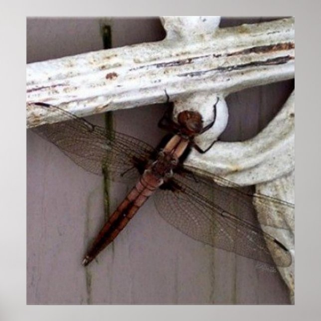Dragonfly Art Poster (Front)