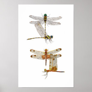 Dragonfly Art Poster