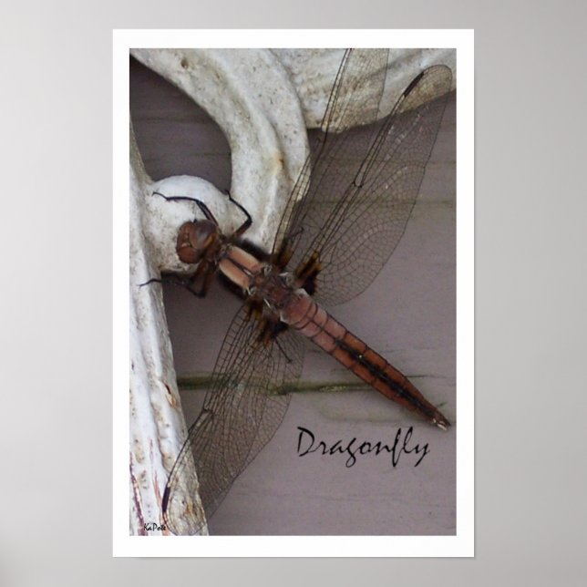 Dragonfly Art Poster (Front)