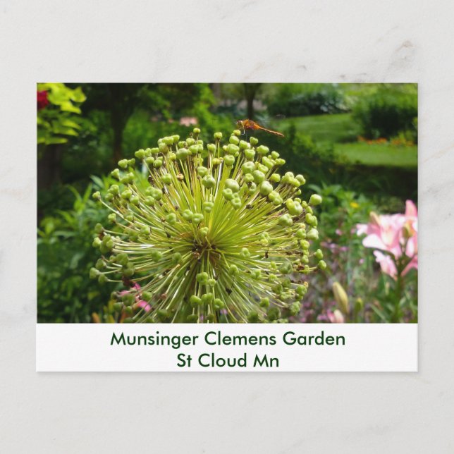 Dragonfly at Munsinger Garden Postcard (Front)