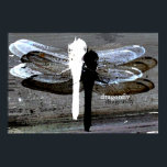 Dragonfly (black and white seperation) poster<br><div class="desc"></div>