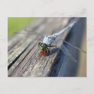 Dragonfly Blank Postcard