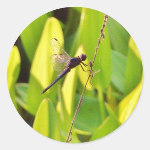 Dragonfly Blue and black on grass. Classic Round Sticker
