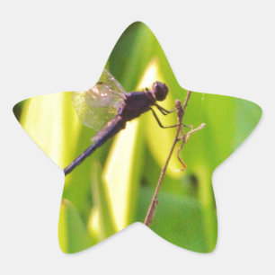 Dragonfly Blue and black on grass. Star Sticker