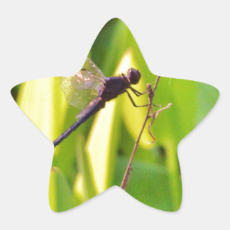 Dragonfly Blue and black on grass. Star Sticker