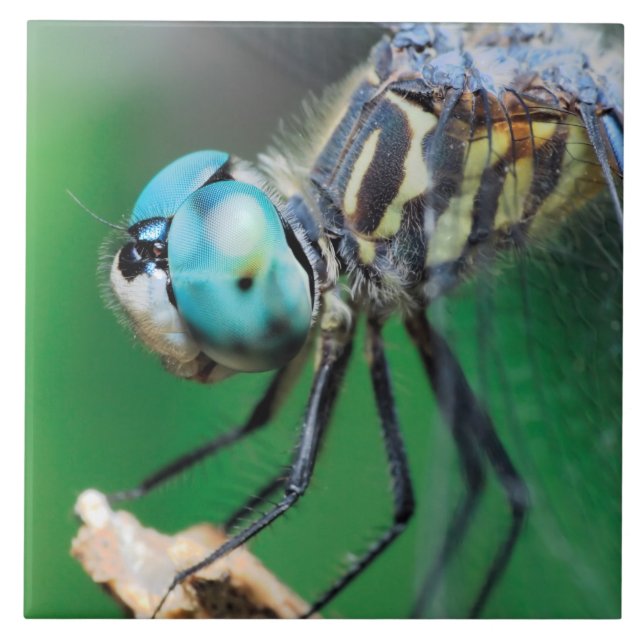 Dragonfly Blue Darner Close-up Eyes Tile (Front)