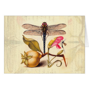 Dragonfly Botanical Nature Wildlife