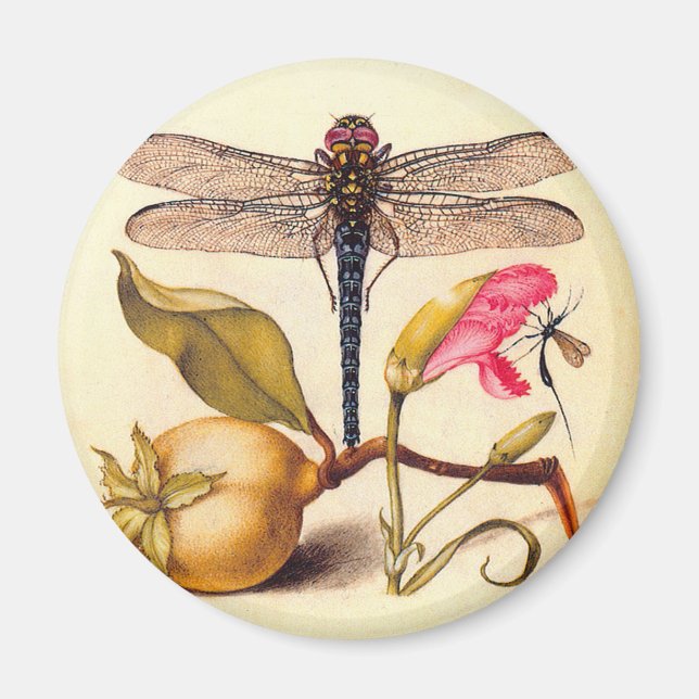 Dragonfly Botanical Nature Wildlife Magnet (Front)